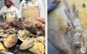 معدوم سازی ماهی فاسد کویت