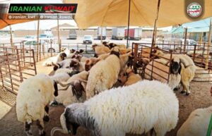 «تجارت» بازرسی‌ از بازار دام را آغاز کرد؛ نظارت بر قیمت‌ها و آمادگی برای عید قربان