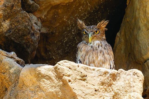 پرندگان مهاجر