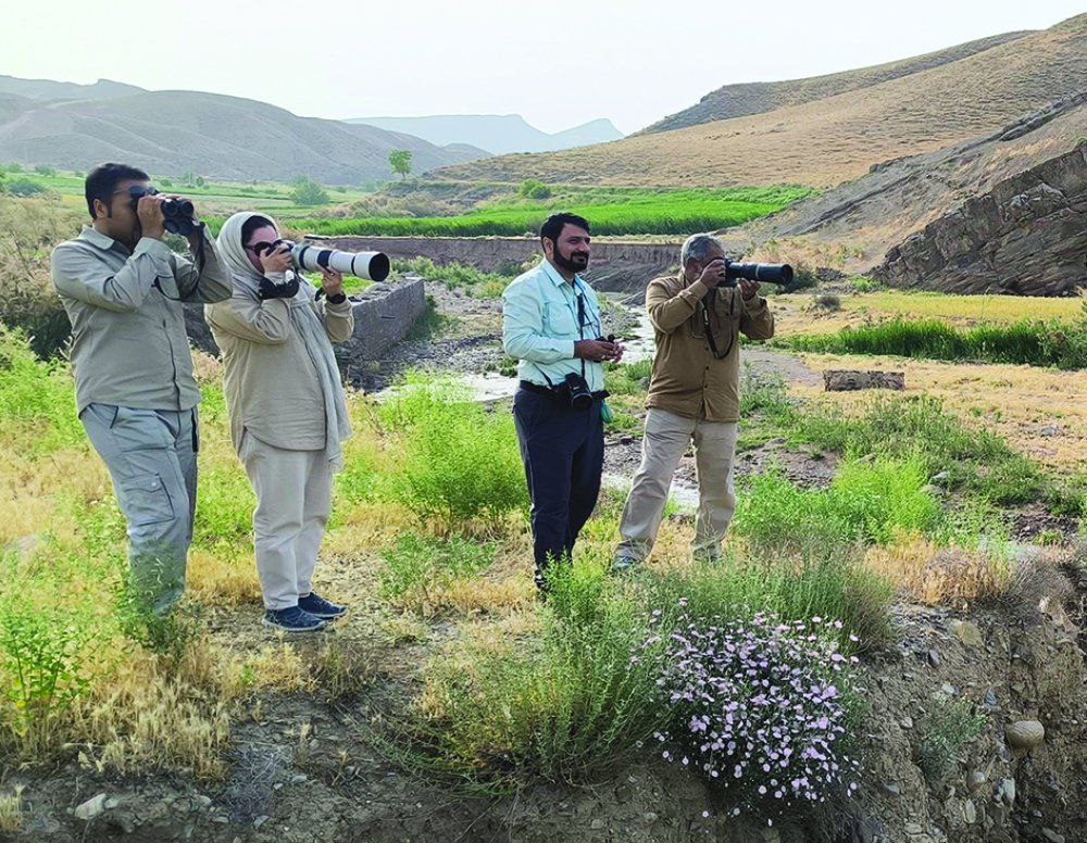 پرندگان مهاجر