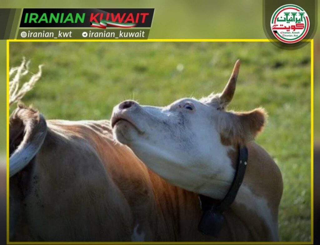 لغو ممنوعیت واردات گوشت از برخی کشورها بیماری جنون گاوی