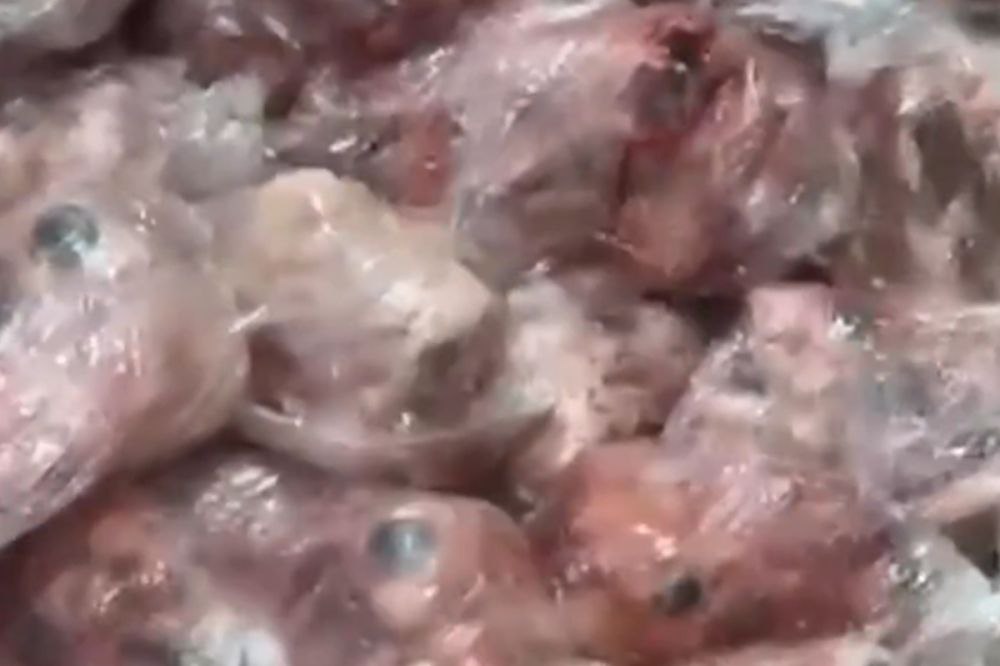 شناسایی شبکه فروش گوشت فاسد و ضبط انبار بدون مجوز محل نگهداری در کویت؛